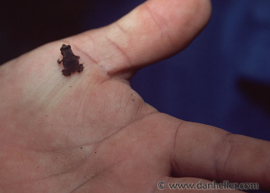 هنا ..... سجل أغرب و أعجب الــــصــــور ..... !!! Tiny-frog-big