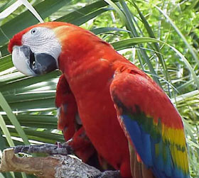 Imagenes enlazadas Loro-papagayo