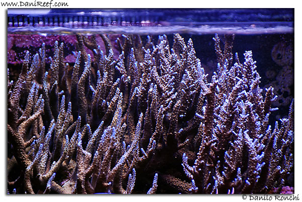 My HUGE Acropora microphthalma DSC_8587