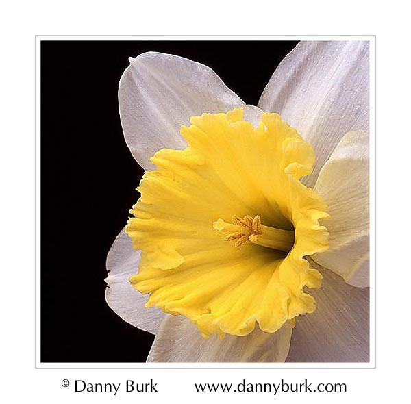 اسماء الازهار باللغة الانجليزية Daffodil%201