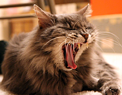 EXPOSITION MODELES REDUITS GRANBY DIMANCHE 1erAVRIL 2012 - Page 2 694-joey-the-cat-yawning