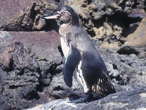 பெண் குயின் (Penguin) படங்கள். - Page 4 Galapagos-islands-penguin2