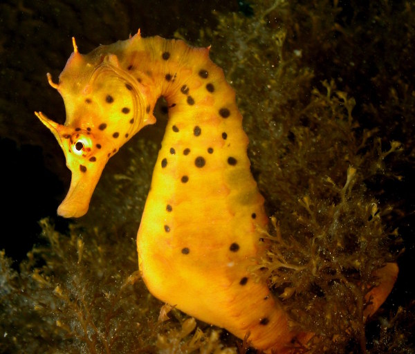 Fotografije morskih dubina Seahorse1