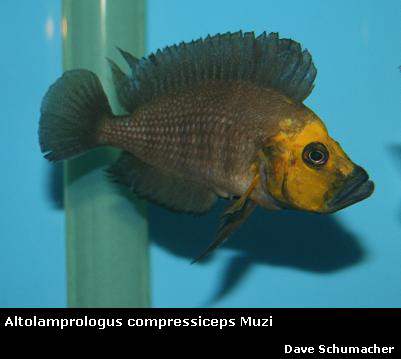 Altolamprologus .... Altolamprologus%20compressiceps%20Muzi