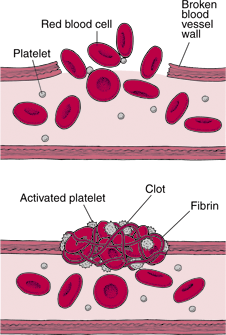 الباب الاول الفصل الثاني النقل (أحياء) Blood_clotting