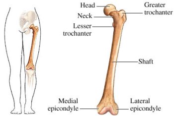 وصف عظم الفخذ Remur Bone  Femur