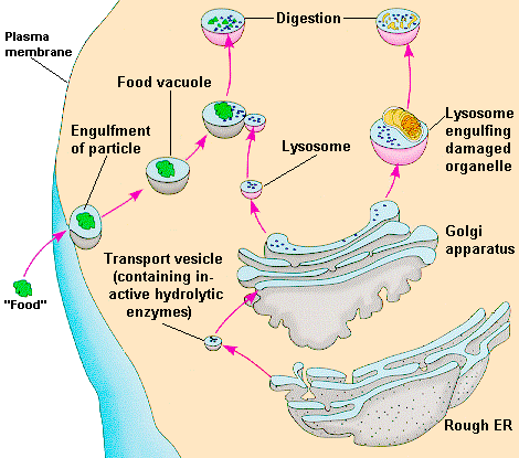        Lysosome