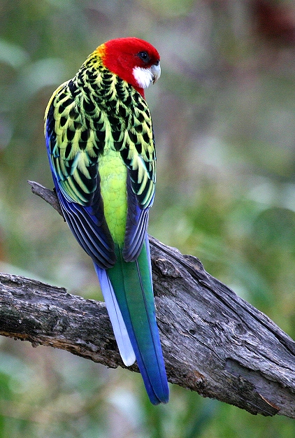 طائر الروزيلاّّ الجميل 20060528130532_rosella