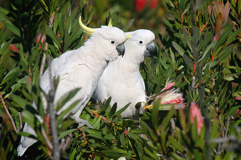 اجمل صور لمخلوقا ت الله سبحانه 20070908210644_sulphur-crested-cockatoo