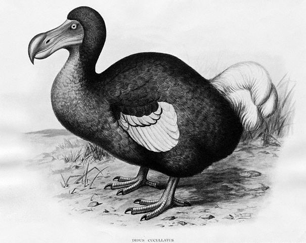 jeux à la con Engraving_of_dodo11534121