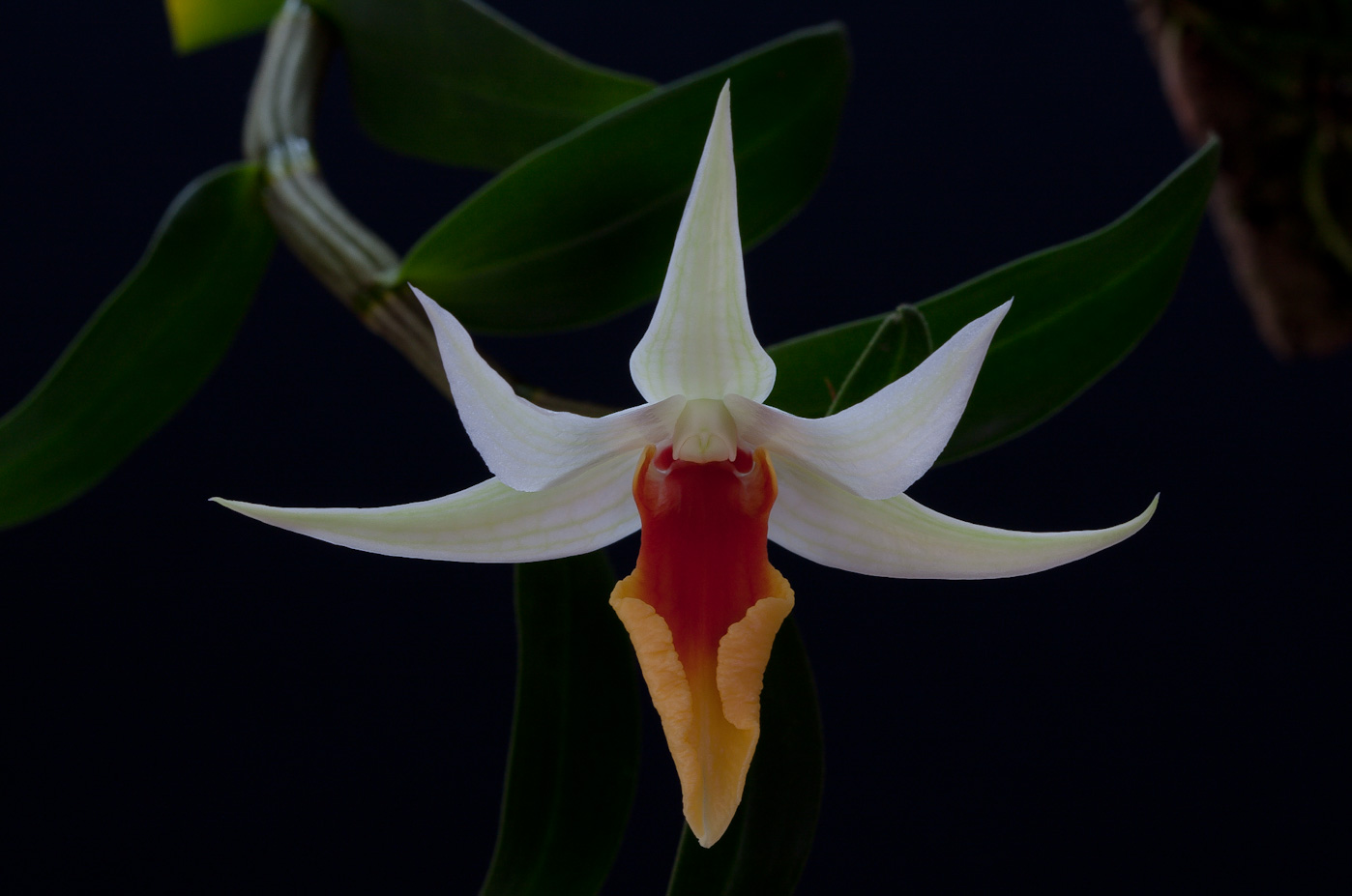 Dendrobium tobaense x draconis Dendro_draconis_x_tobaense1