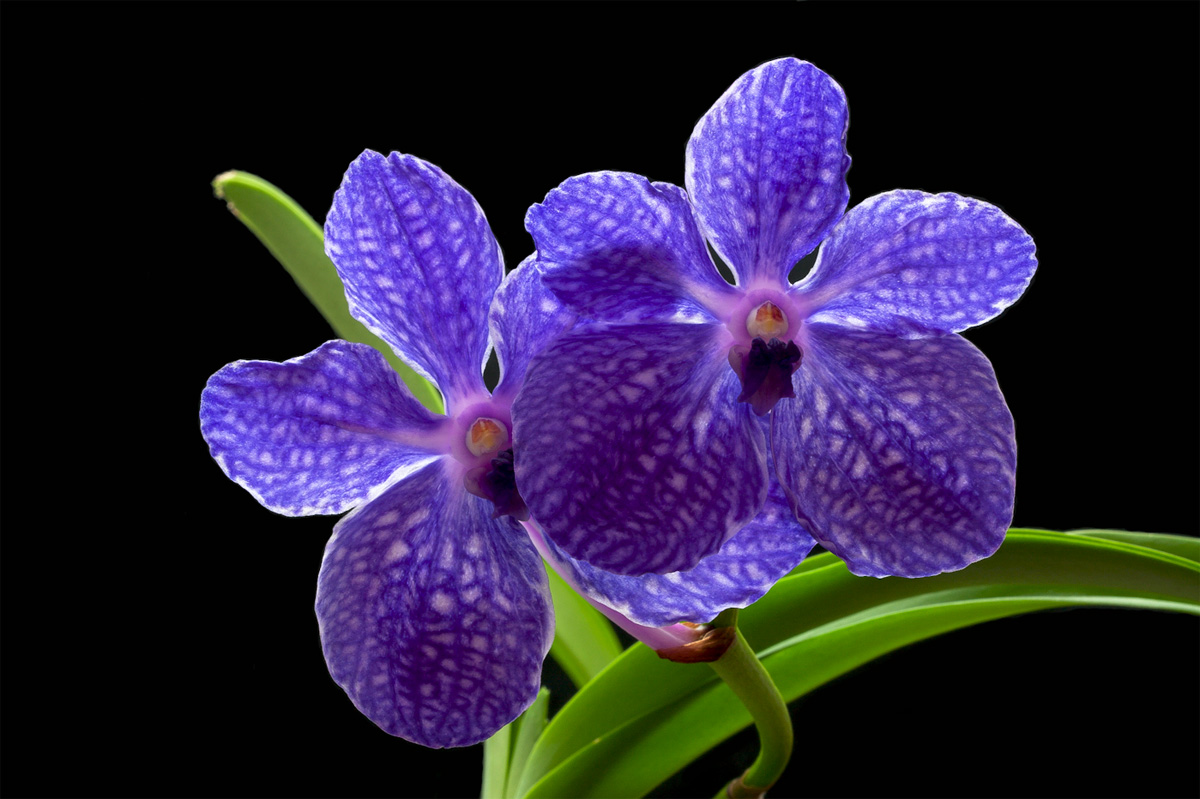 Vanda Pak Chong 'Blue' Pak_Chong_Blue