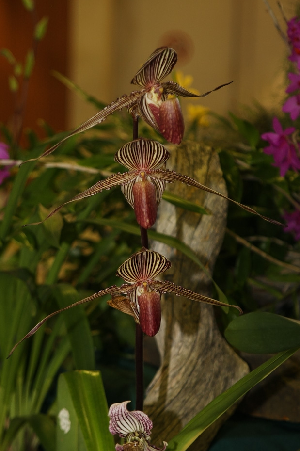 Expo-vente d'orchidées à L'Union - Toulouse - 31 Octobre et 1,2 Novembre 2014 - Page 3 Paphiopedilum_rothschildianum