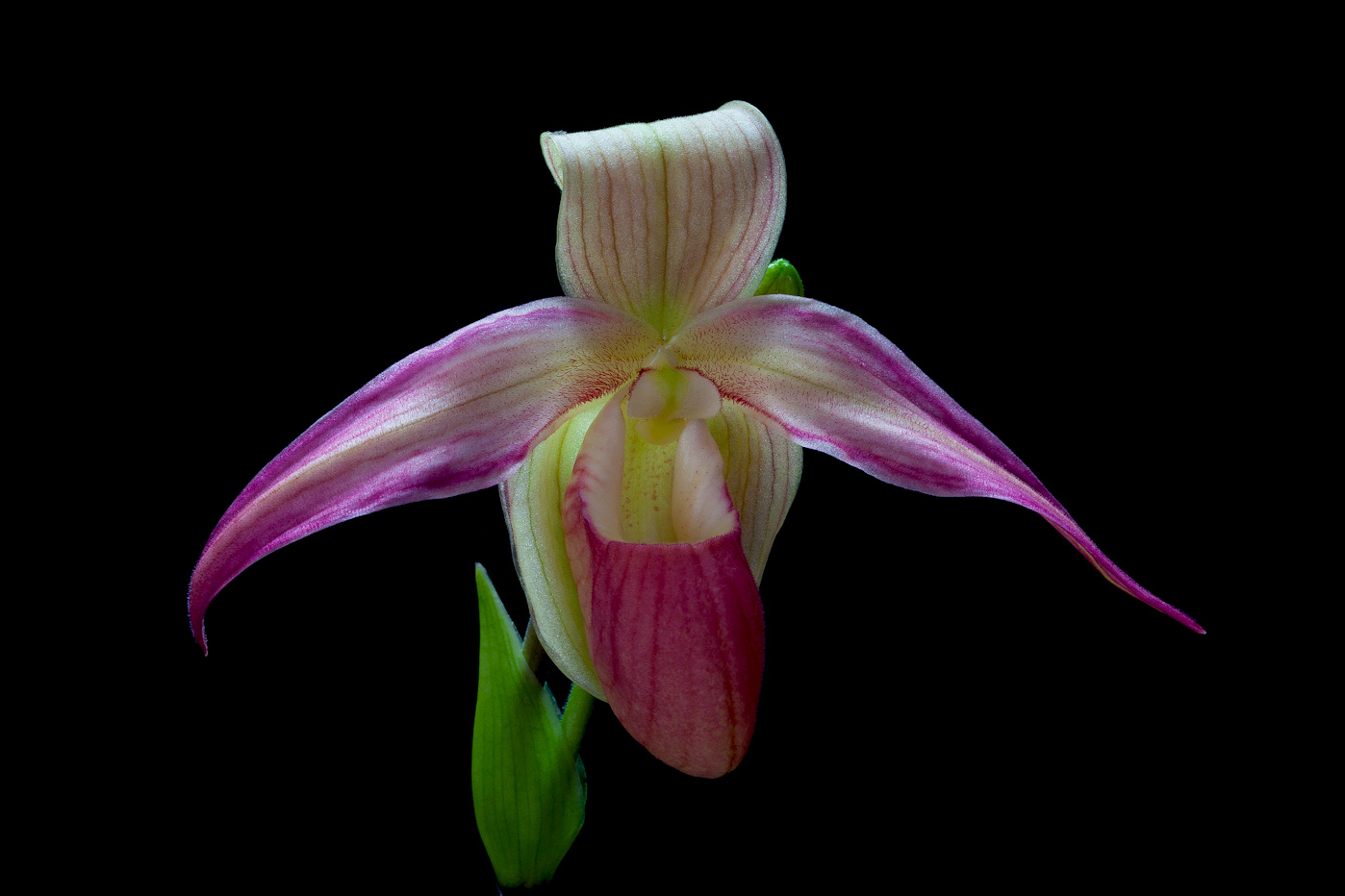 Phragmipedium Eric Young (besseae x longifolium) Phragmi_Young3