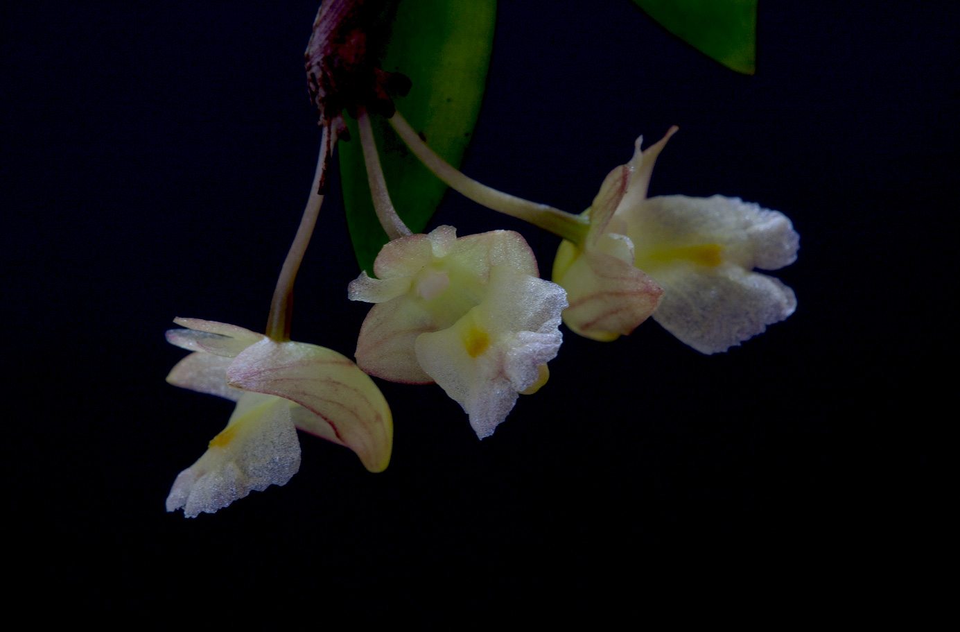 Dendrobium acinaciforme Acinaciforme