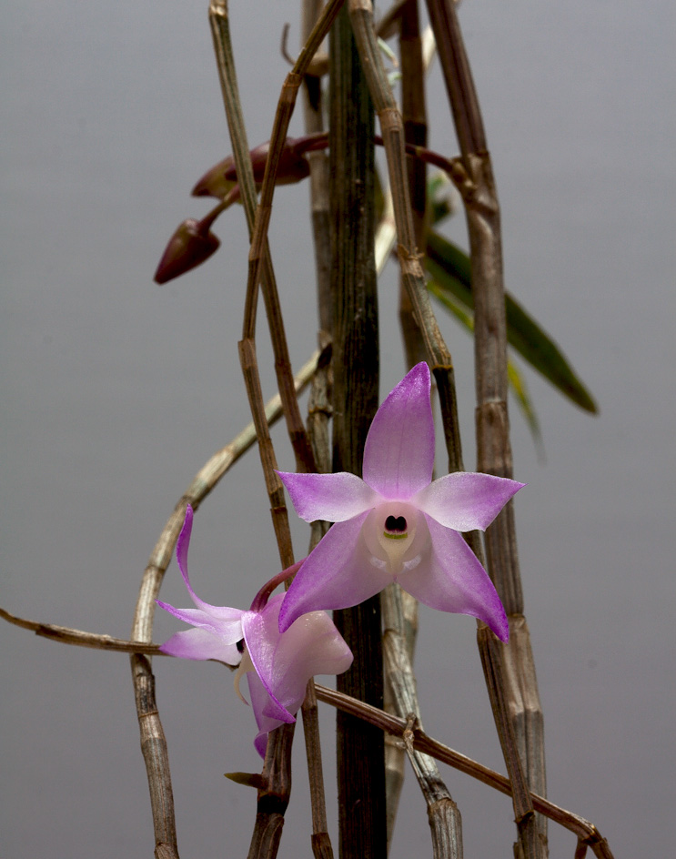 Dendrobium aduncum Aduncum4