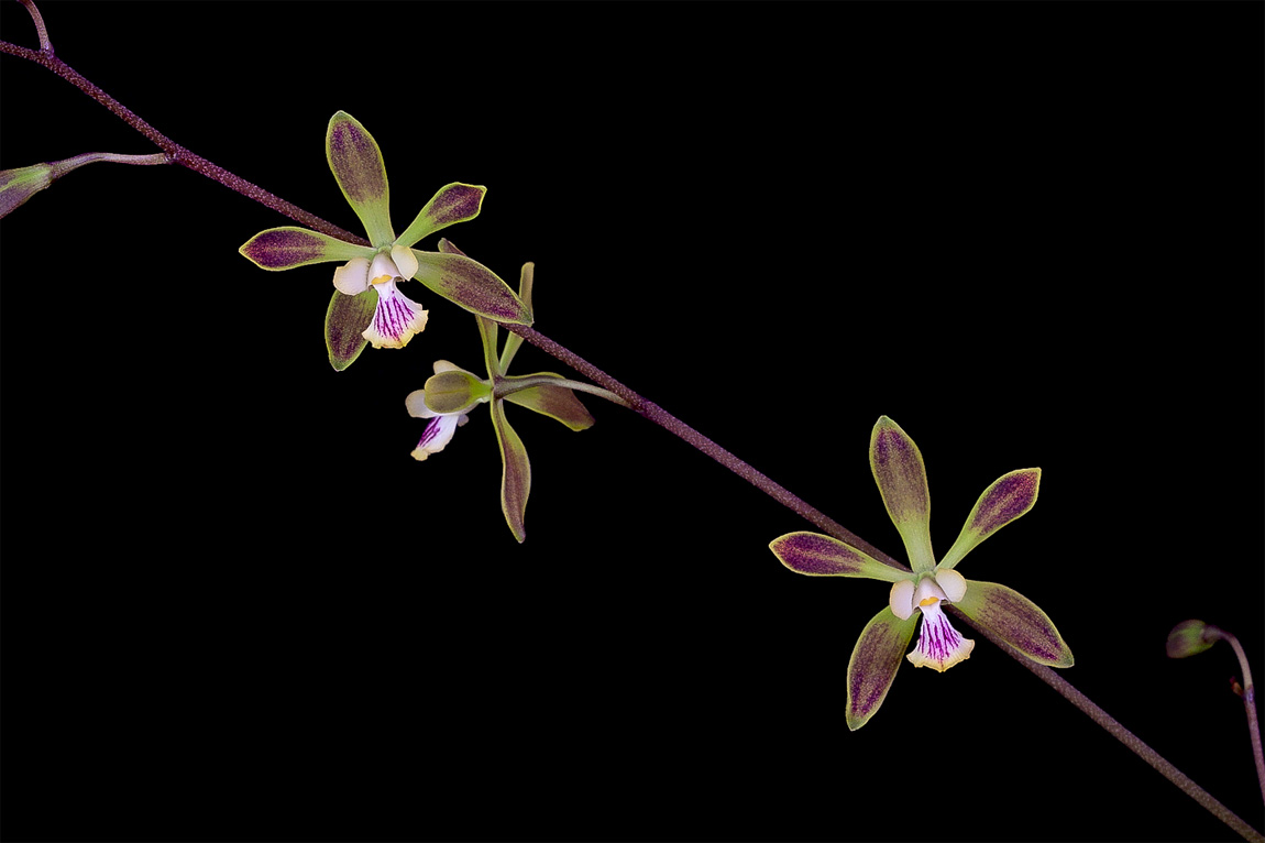 Encyclia alata Alata2