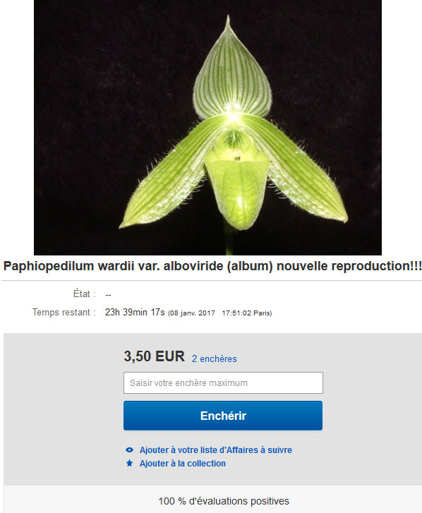 Paphiopedilum wardii fma alboviride 'N.Nakamura' CBR/JOGA - Page 2 Alboviride2