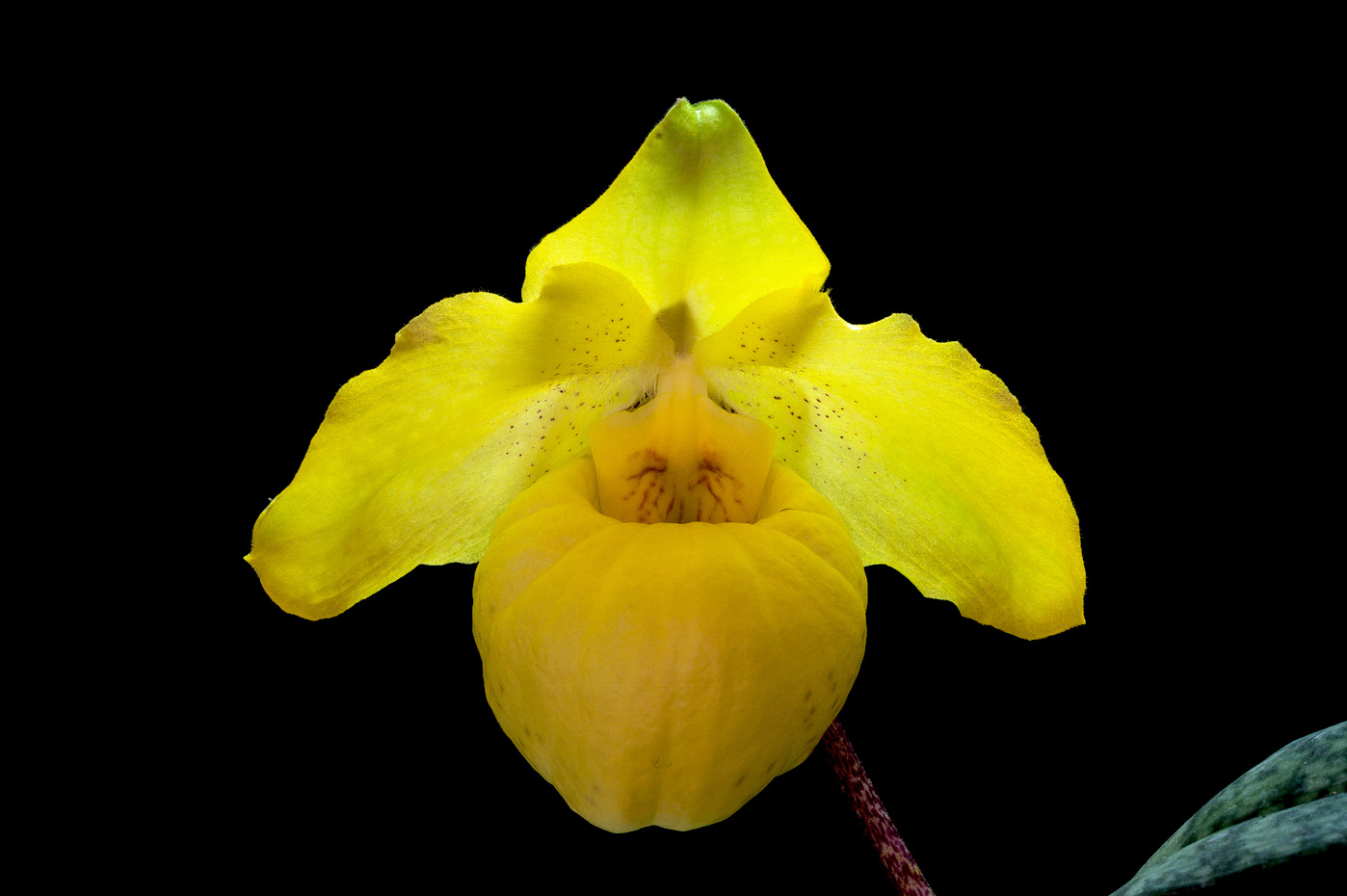 Paphiopedilum armeniacum Armeniacum1