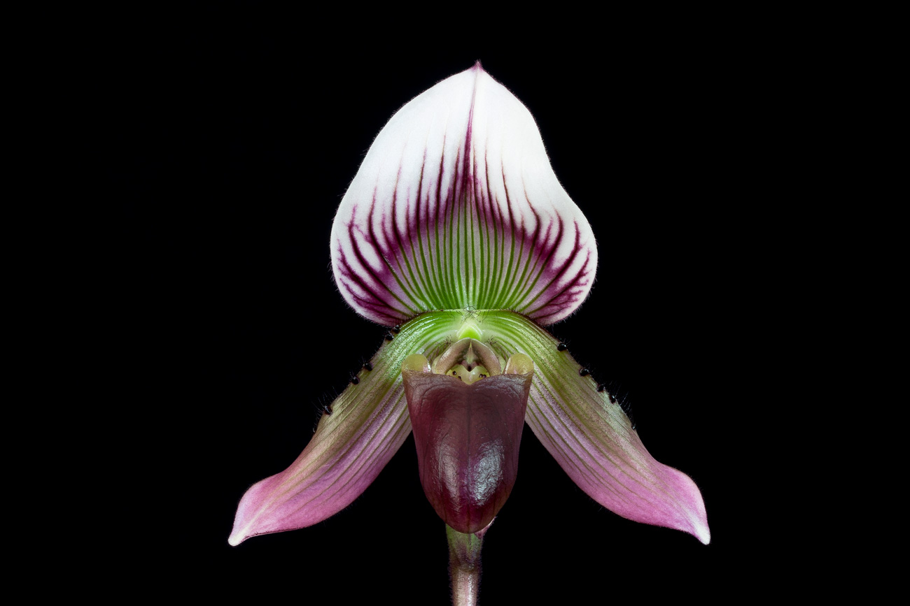 Paphiopedilum callosum Callosum2