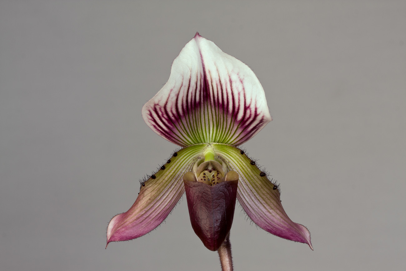 Paphiopedilum callosum Callosum3