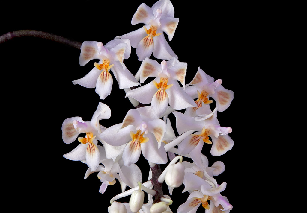 Phalaenopsis celebensis Celebensis2