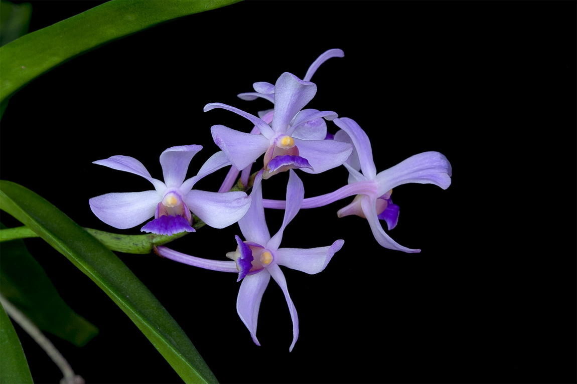 Vanda coerulescens Coerulescens