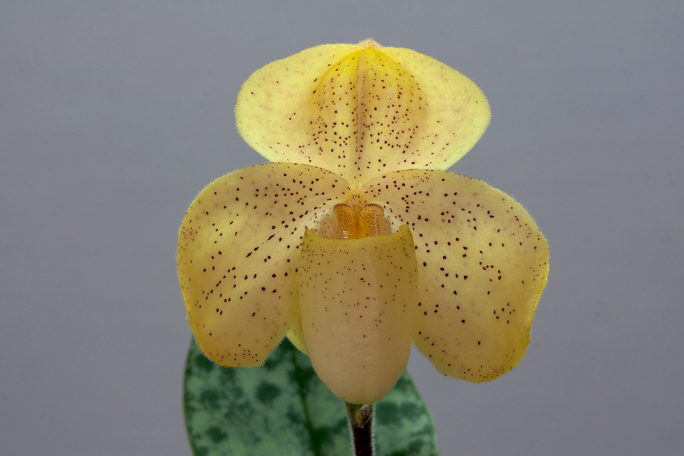 Paphiopedilum concolor Concolor