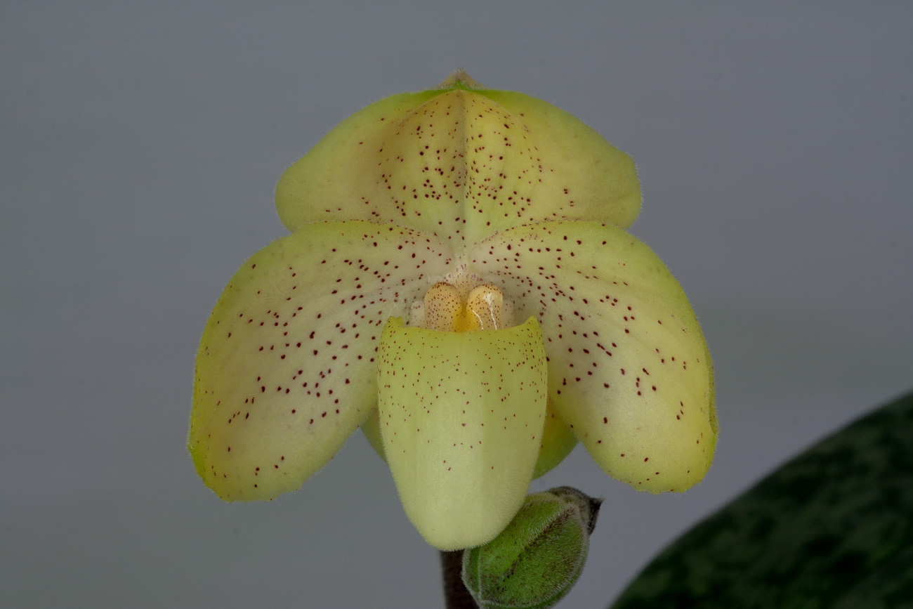 Paphiopedilum concolor Concolor2