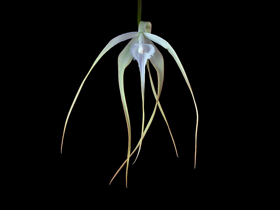 Brassavola cucullata Cucullata