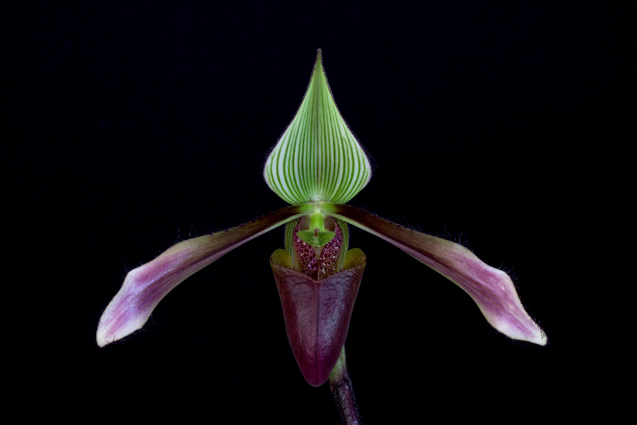 Paphiopedilum dayanum Dayanum