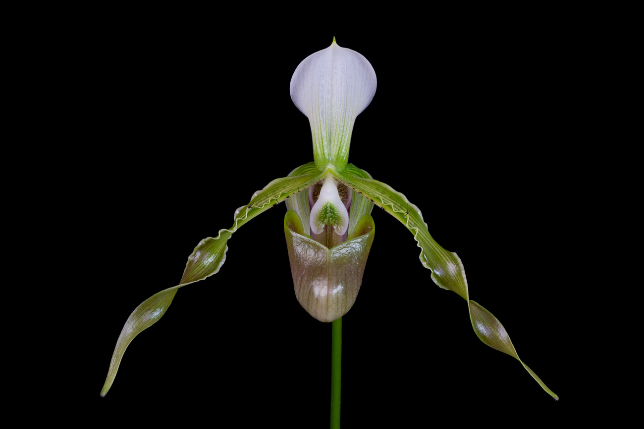 Paphiopedilum dianthum Dianthum1