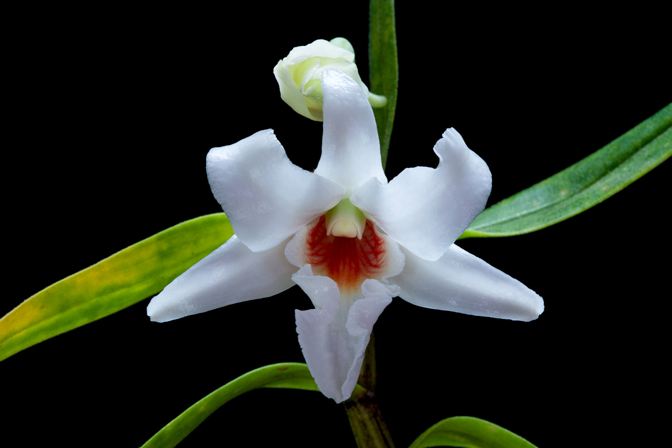 Dendrobium draconis Draconis