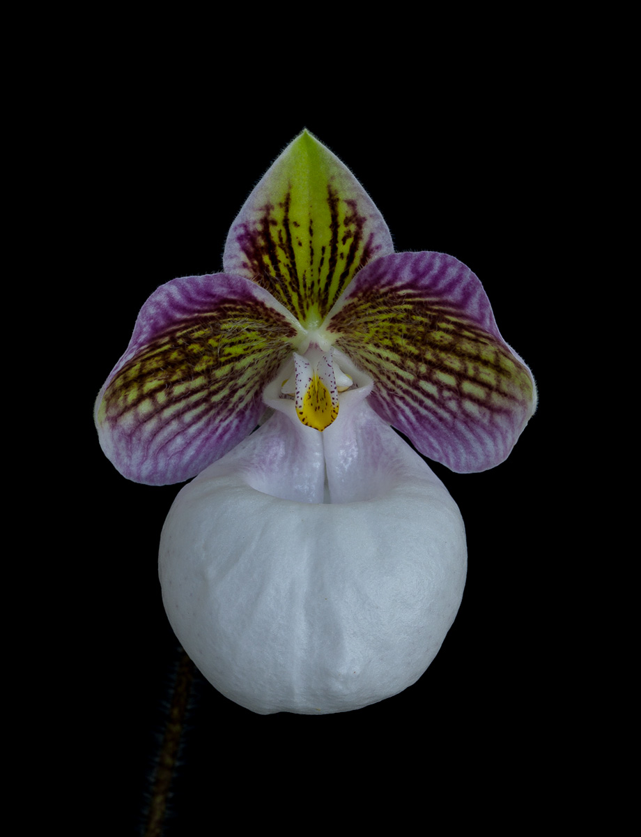 Paphiopedilum micranthum subsp. eburneum Eburneum5