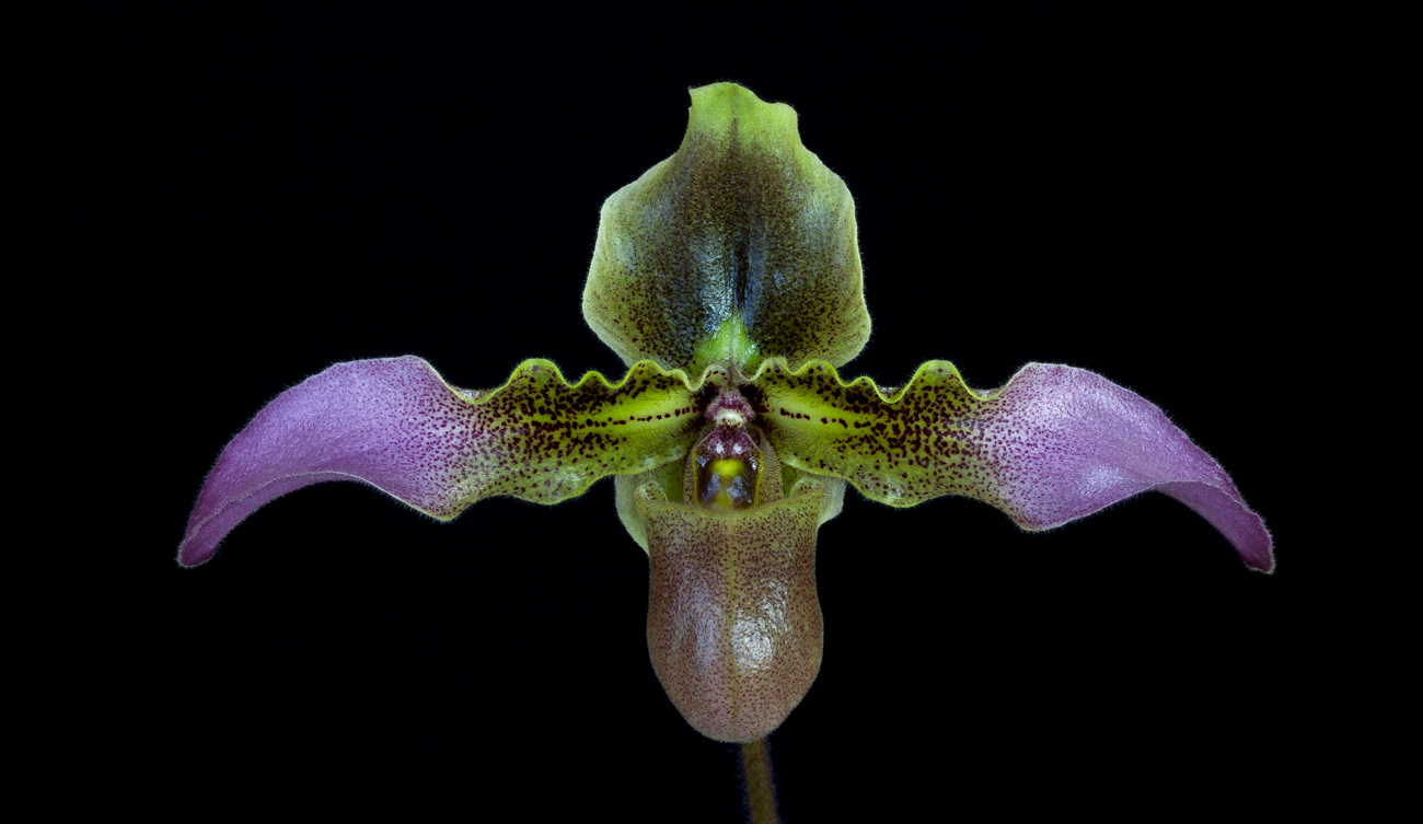 Paphiopedilum hirsutissimum var. esquirolii Esquirolii1