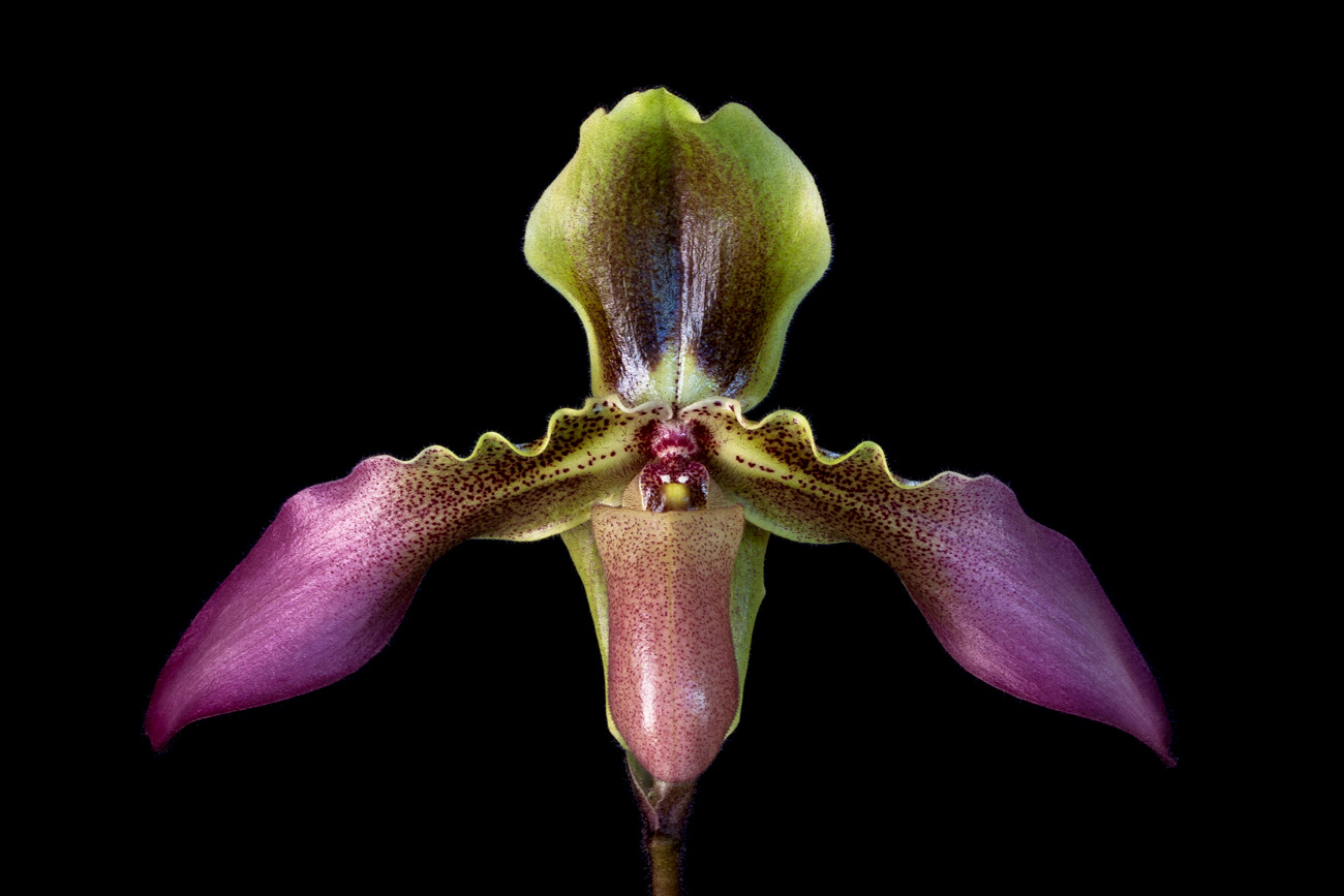 Paphiopedilum hirsutissimum var. esquirolii Esquirolii2