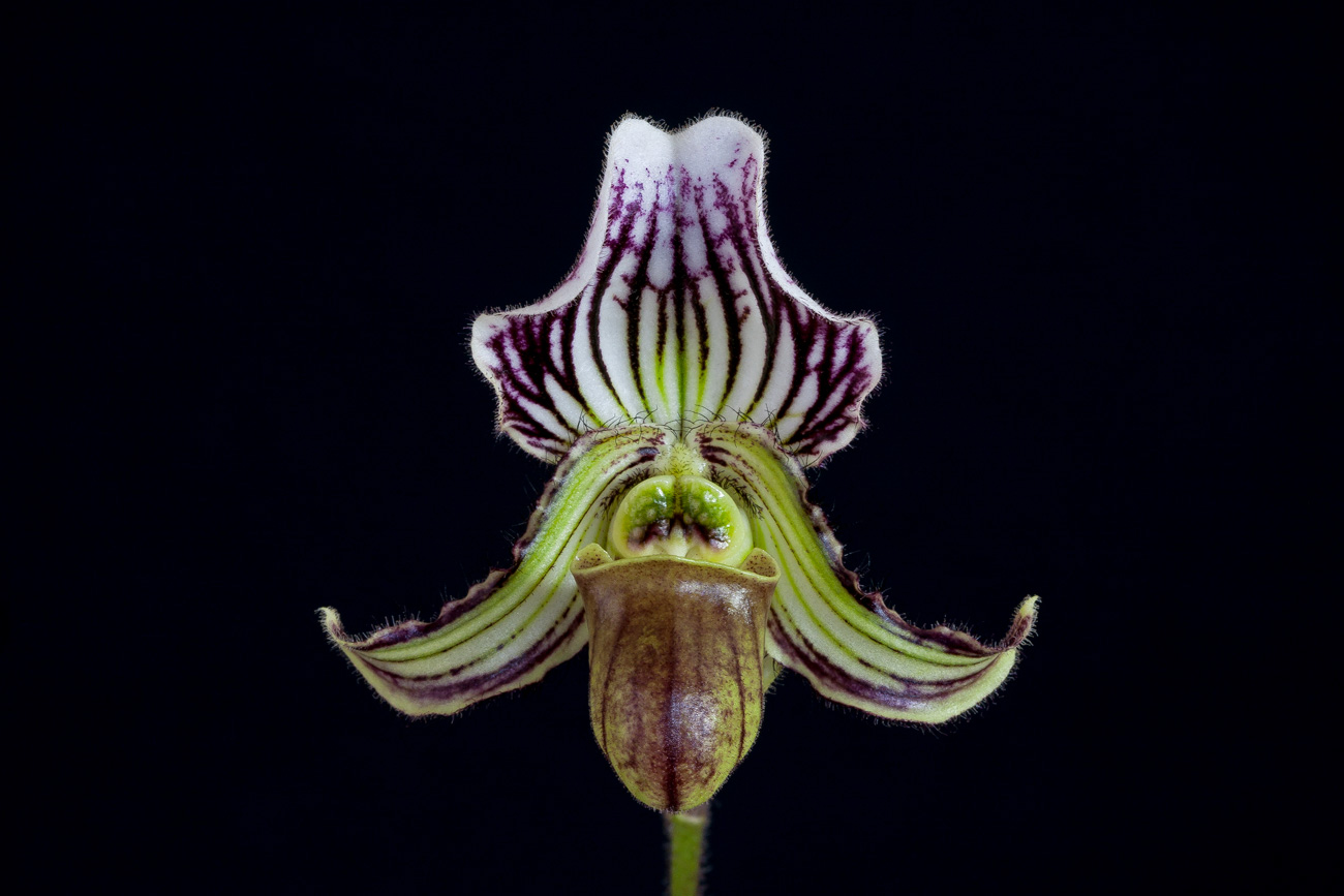 Paphiopedilum fairrieanum Fairrieanum1