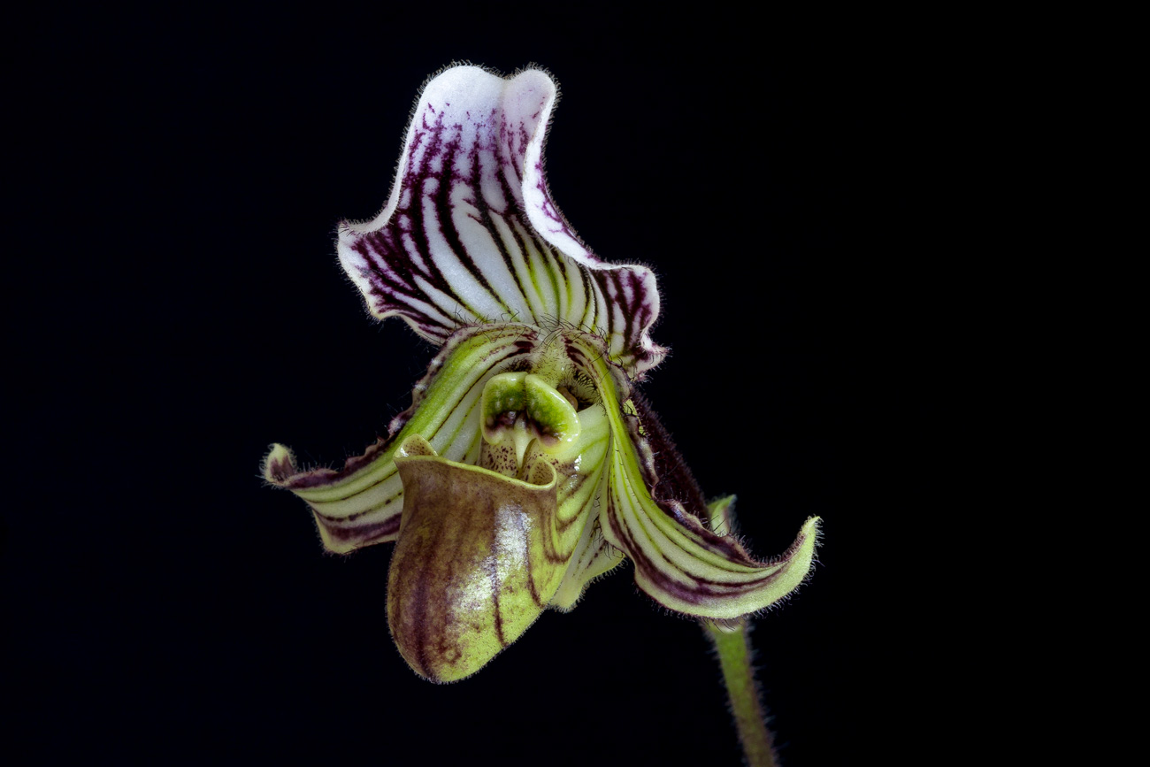 Paphiopedilum fairrieanum Fairrieanum2