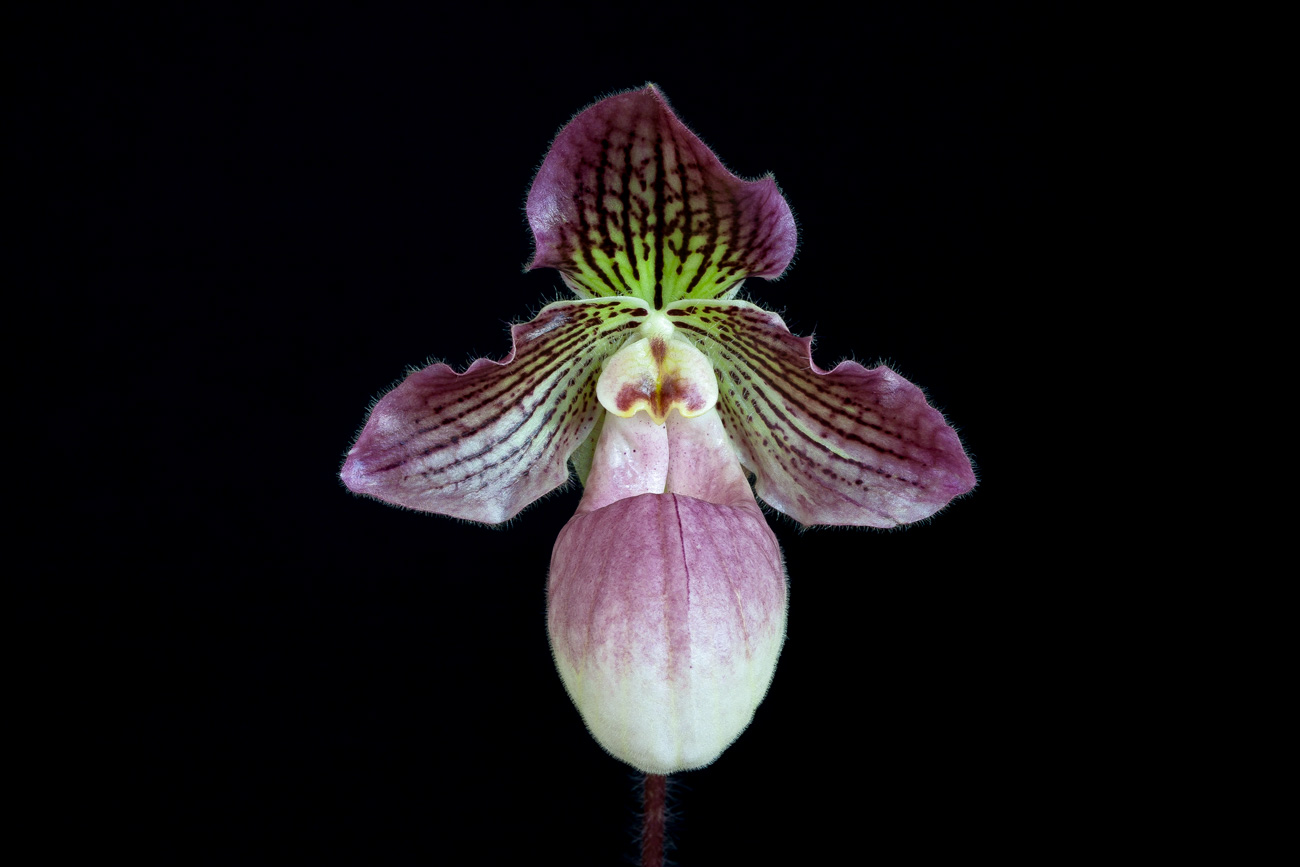 Paphiopedilum Tanja Pinkepank (micranthum x fairrieanum) Fairrieanum_x_micranthum1