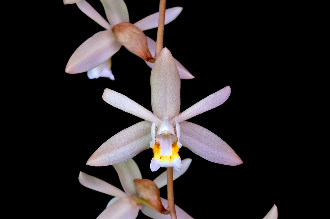 Coelogyne flaccida Flaccida