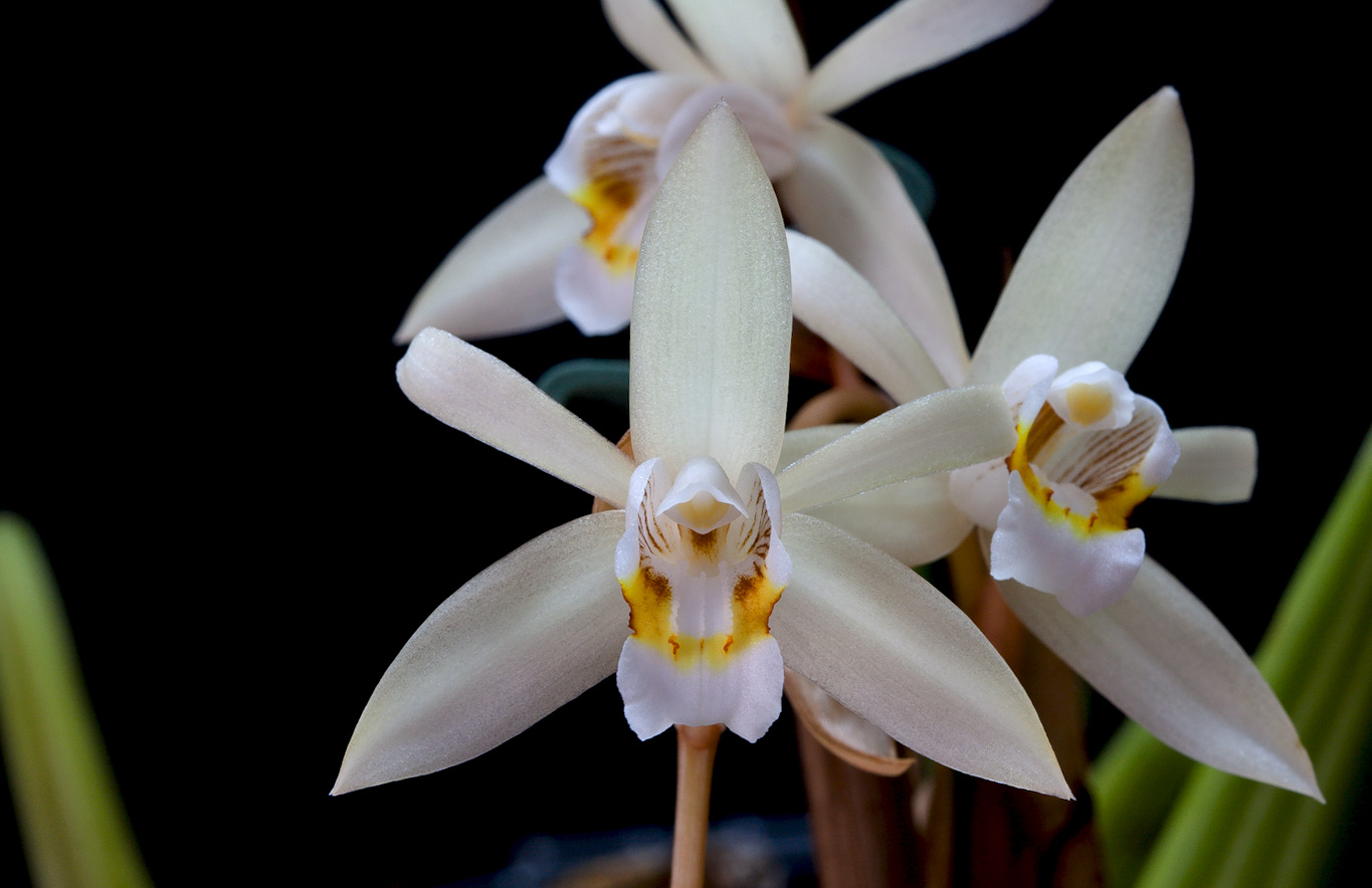 Coelogyne flaccida Flaccida2