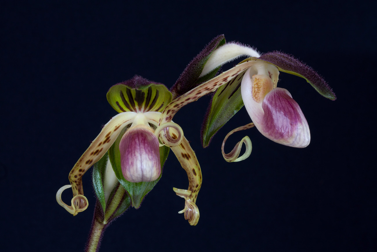 Paphiopedilum gigantifolium Gigantifolium