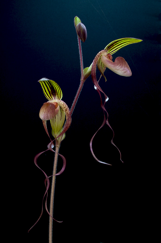 Paphiopedilum gigantifolium x Michael Koopowitz Gigantifolium_x_mk1