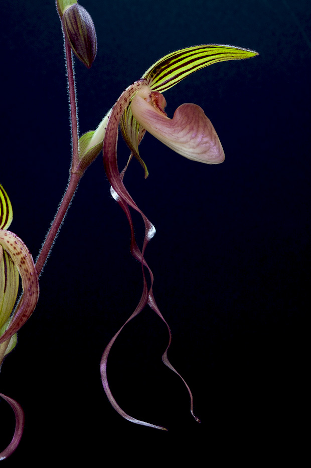 Paphiopedilum gigantifolium x Michael Koopowitz Gigantifolium_x_mk3