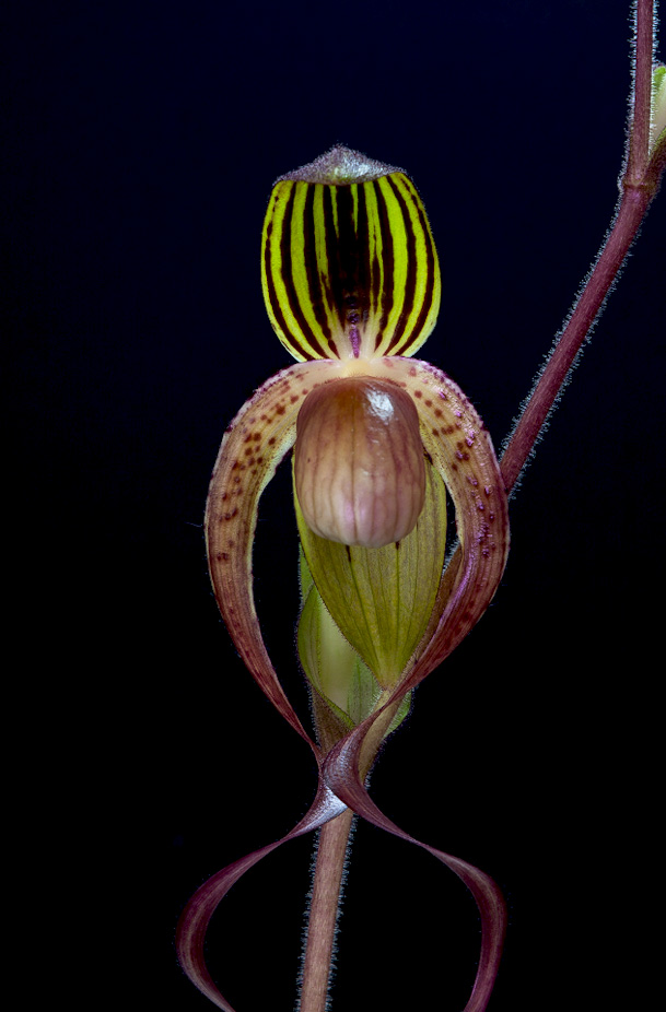 Paphiopedilum gigantifolium x Michael Koopowitz Gigantifolium_x_mk4