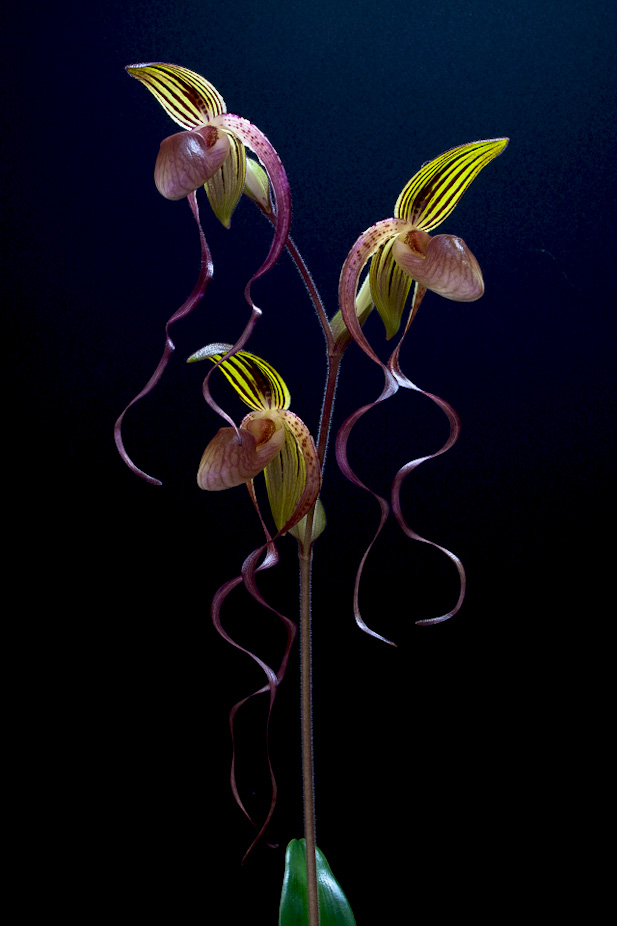 Paphiopedilum gigantifolium x Michael Koopowitz Gigantifolium_x_mk5