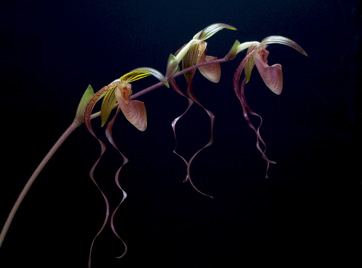 Paphiopedilum gigantifolium x Michael Koopowitz Gigantifolium_x_mk6