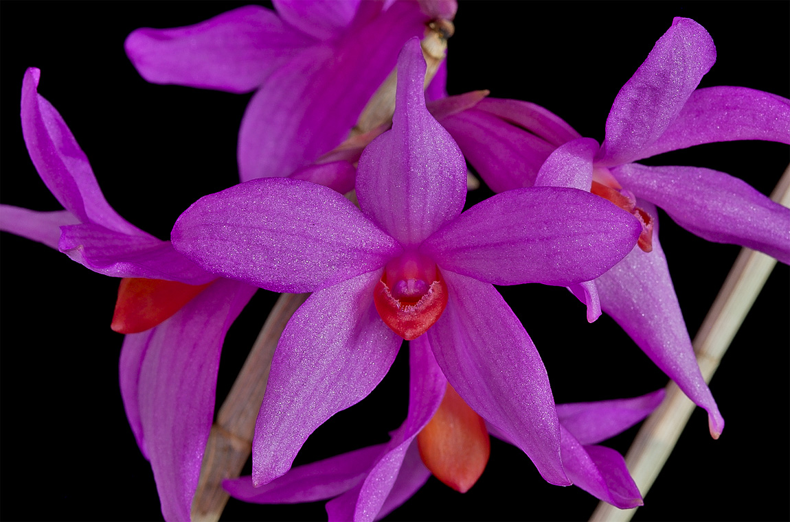 Dendrobium glomeratum Glomeratum