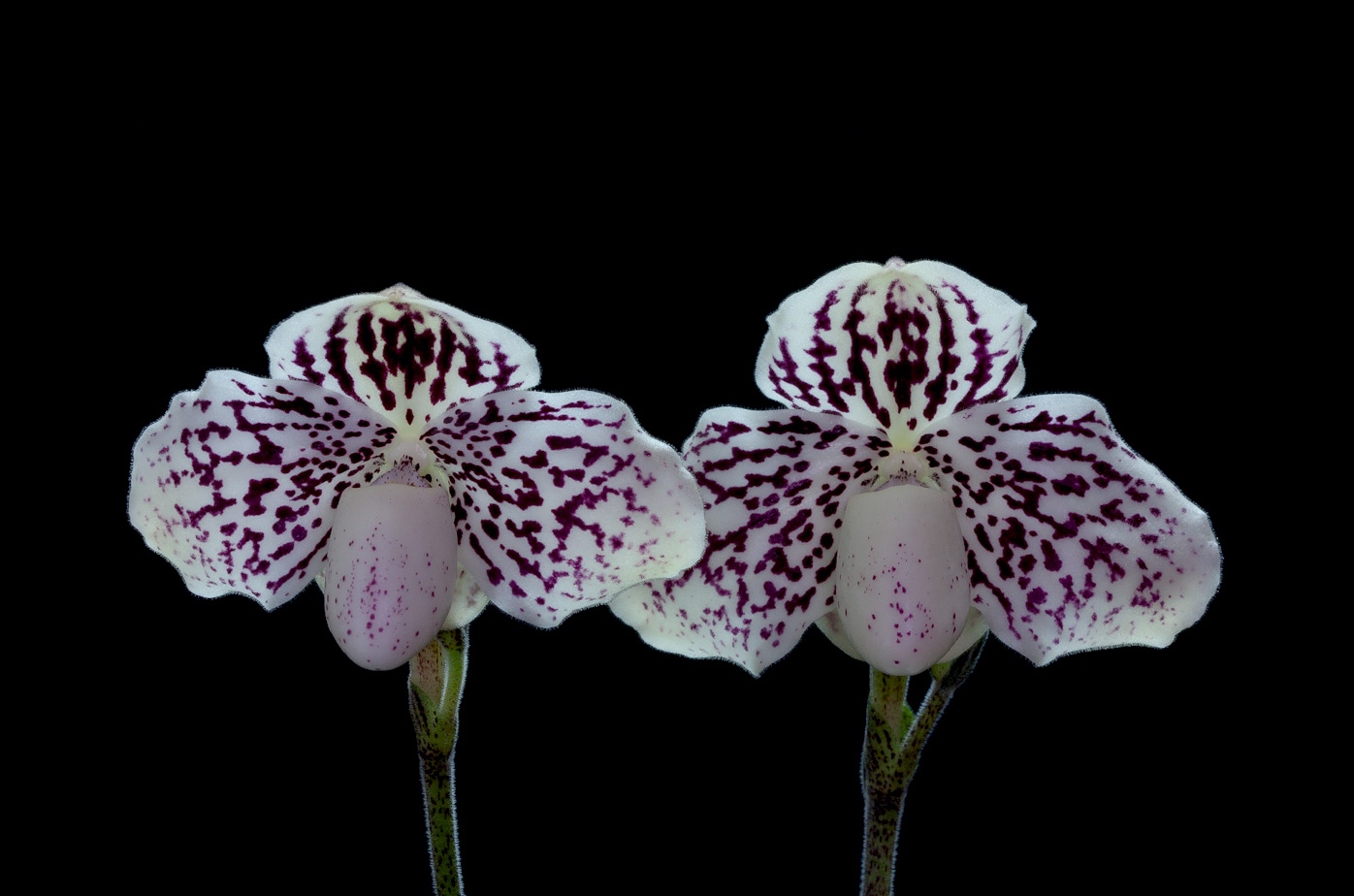 Paphiopedilum godefroyae Godefroyae3