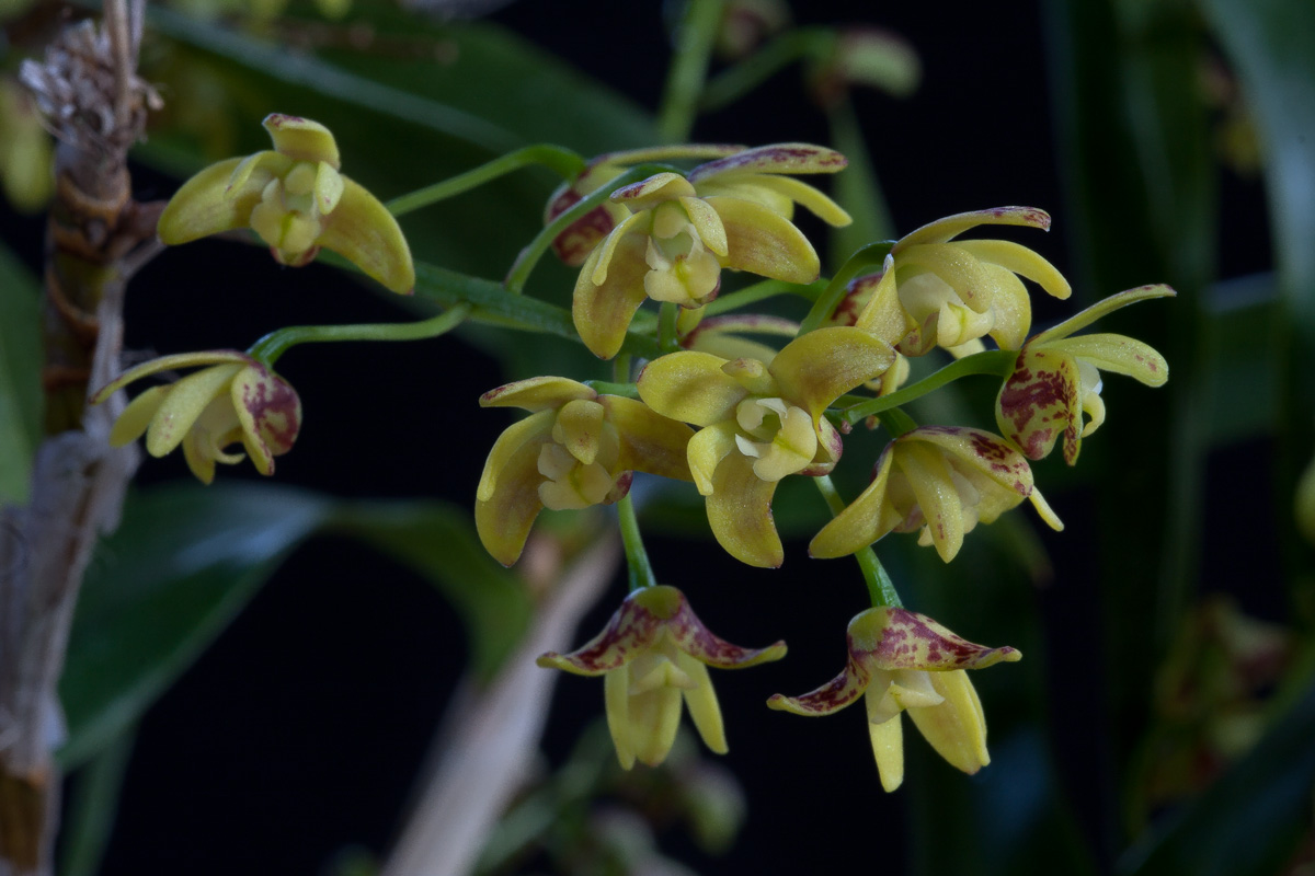 Dendrobium gracilicaule Gracilicaule3